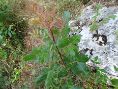 Pistacia terebinthus terebinthus