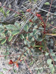 Hoffmannseggia glauca