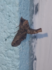 Paectes abrostoloides