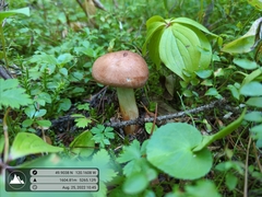 Stropharia rugosoannulata