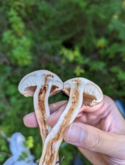 Stropharia rugosoannulata