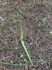 Liliales