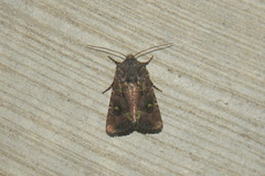 Lacinipolia renigera