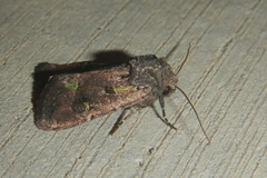 Lacinipolia renigera