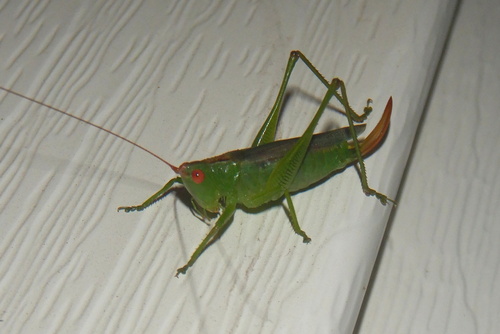 Long-spurred Meadow Katydid photo 2