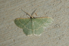 Chlorochlamys phyllinaria