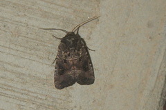 Lacinipolia renigera