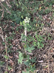 Heracleum sphondylium