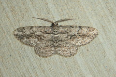 Anavitrinella pampinaria