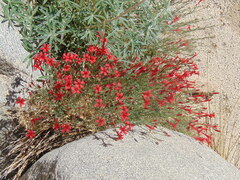 Ipomopsis tenuifolia