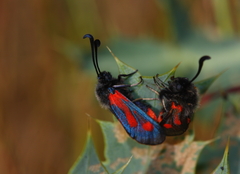 Zygaena sarpedon