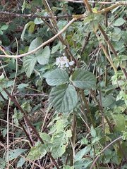 Rubus fruticosus