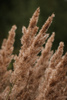Bushgrass - Photo (c) cometseeker, some rights reserved (CC BY-NC)