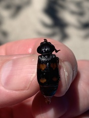 Nicrophorus orbicollis