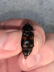 Nicrophorus orbicollis