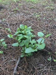 Muehlenbeckia hastulata