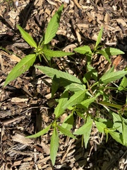 Euphorbia davidii
