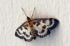 Anania hortulata