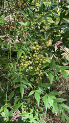 Nandina domestica