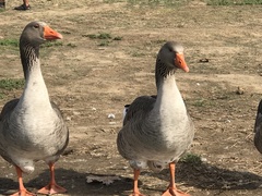 Anser anser domesticus