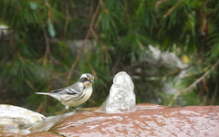 Setophaga nigrescens