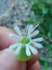 Silene vulgaris