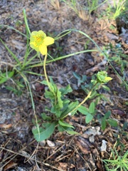 Berlandiera subacaulis