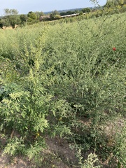 Chenopodium ficifolium