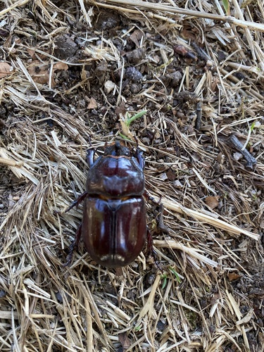 Oryctes nasicornis