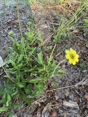 Berlandiera subacaulis