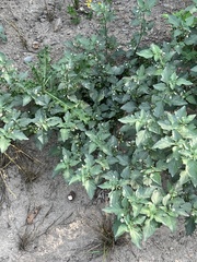 Solanum nigrum