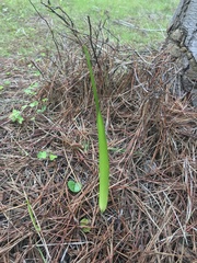 Liliales