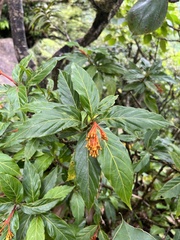 Palicourea croceoides