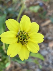 Berlandiera subacaulis