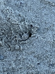 Ocypode quadrata