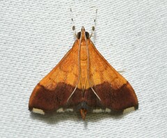 Pyrausta bicoloralis