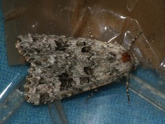 Anarta stigmosa