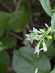 Augochloropsis metallica