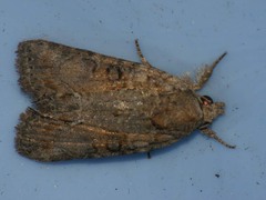 Bryophila raptricula