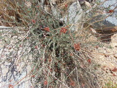 Eriogonum fasciculatum
