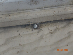 Araneus detrimentosus