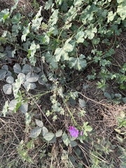 Malva sylvestris