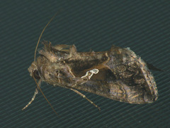 Ctenoplusia agnata