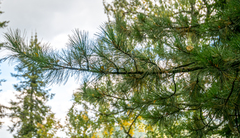 Pinus sibirica