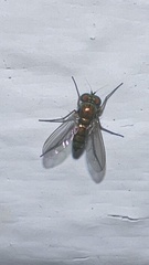 Condylostylus caudatus