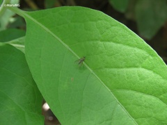Empidoidea