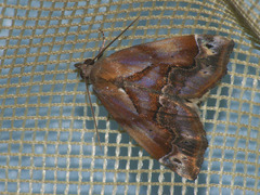 Lophomilia polybapta