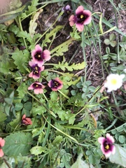 Diascia