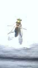 Condylostylus caudatus