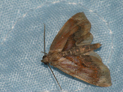 Lophomilia polybapta